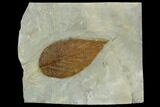Fossil Hackberry (Celtis) Leaf - Montana #120796-1